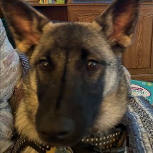 Meet your Posher, Lois ann